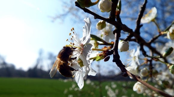 Honey Bee, Insect, Invertebrate, Animal, Bee, Plant
