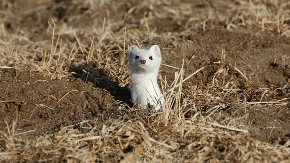 Weasel, Mammal, Wildlife, Animal, Ground, Bear