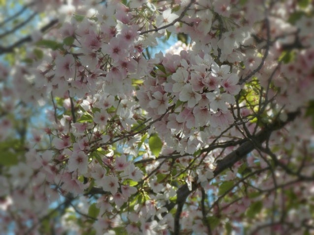 cherry blossom photography