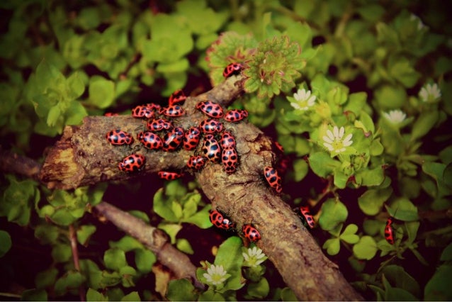 ladybugs photography