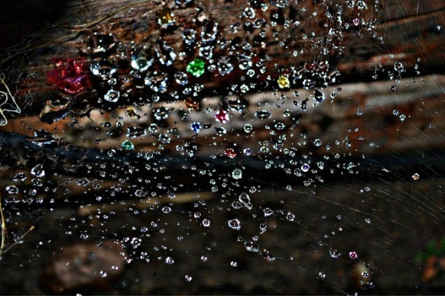 raindrop photography