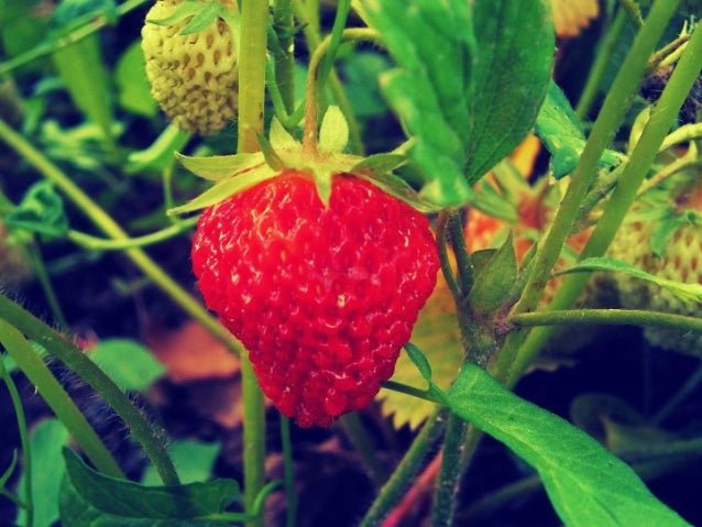 Strawberries