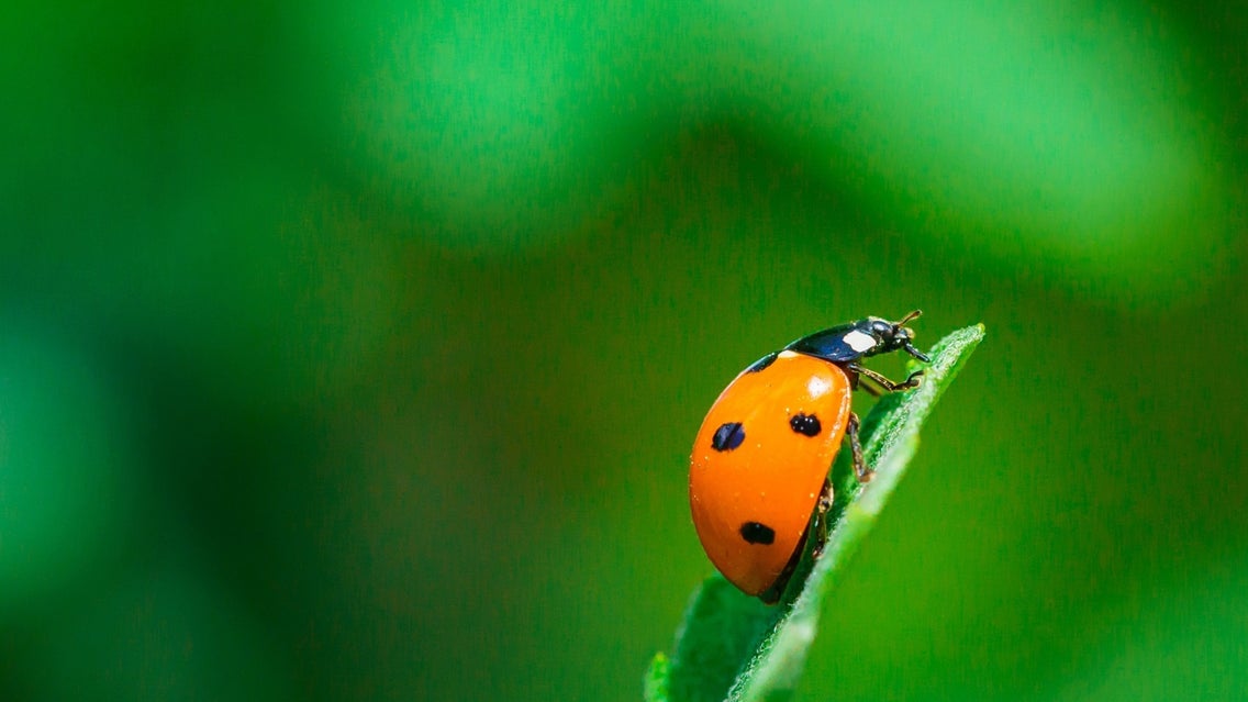 garden photography featured