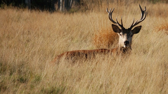 Antelope, Mammal, Wildlife, Animal, Elk, Deer