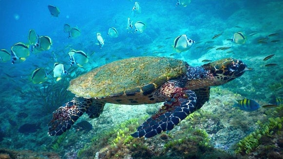 Turtle, Sea Life, Animal, Reptile, Water, Tortoise