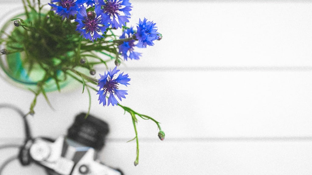 Plant, Aster, Flower, Blossom