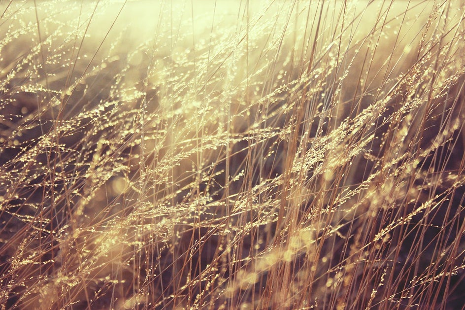 golden grass