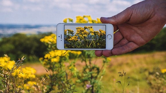 Person, Human, Plant, Vegetation, Bush, Flower