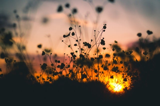 nature-sunset-flowers-silhouette