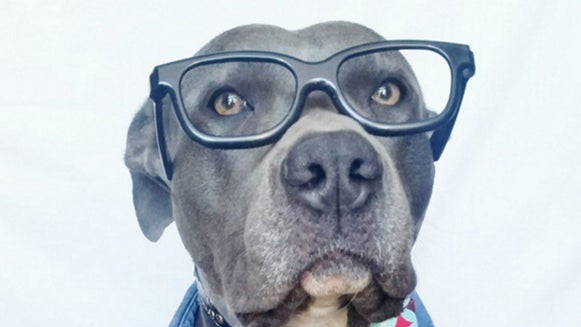 Glasses, Accessories, Accessory, Person, Human, Canine