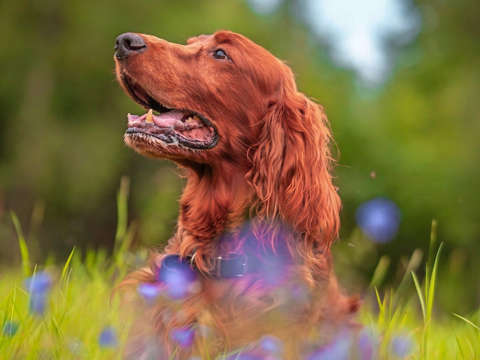 After using Auto Enhance in BeFunky