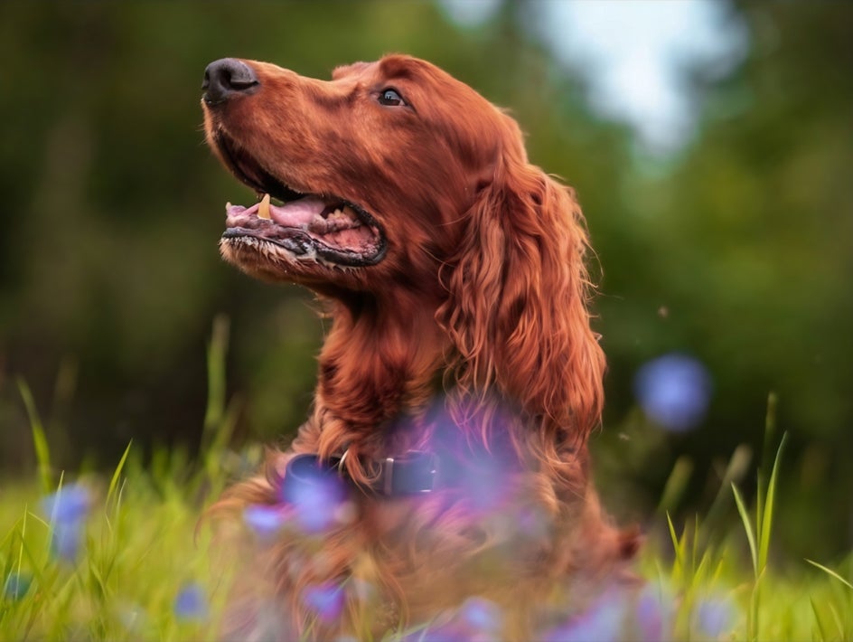 Before using Auto Enhance in BeFunky