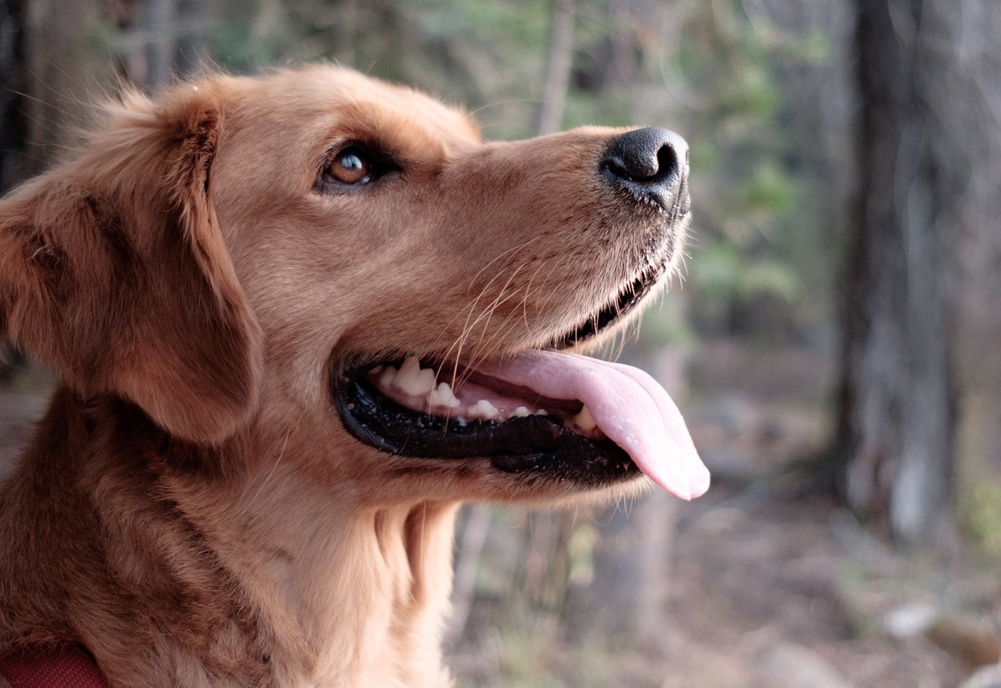 Create Watercolor Paintings of Your Favorite Animals | Learn BeFunky