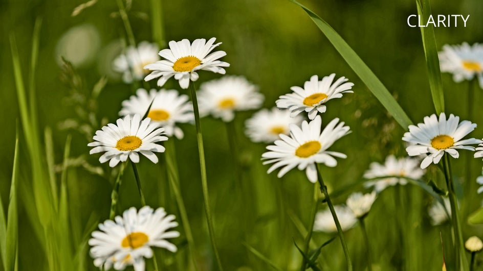 Sharpen vs Clarity After