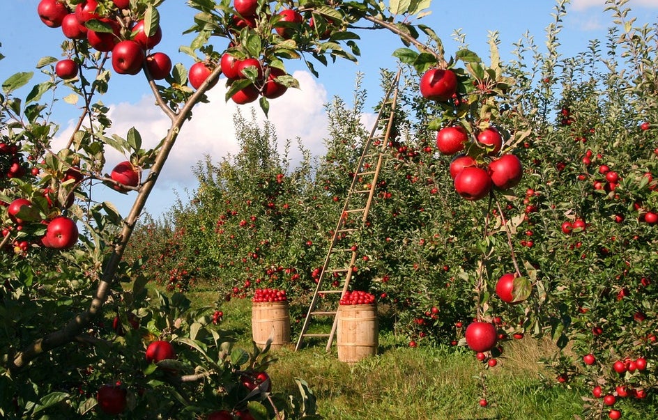 Local apple orchards in autumn