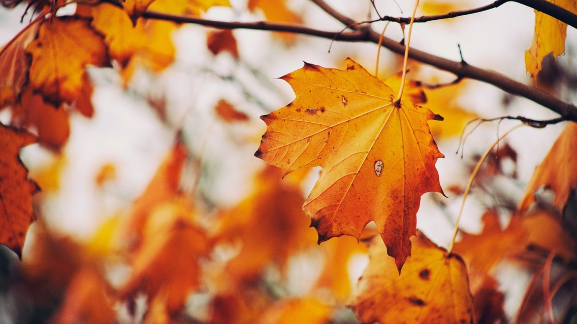 Leaf, Plant, Tree, Maple, Fungus