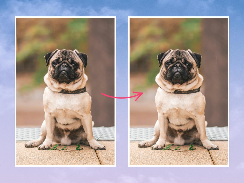 Before and after pug photo with Reshape applied to highlight rolls and folds