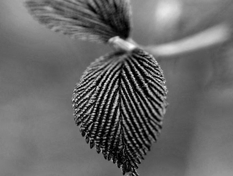 enhance texture with black and white photography