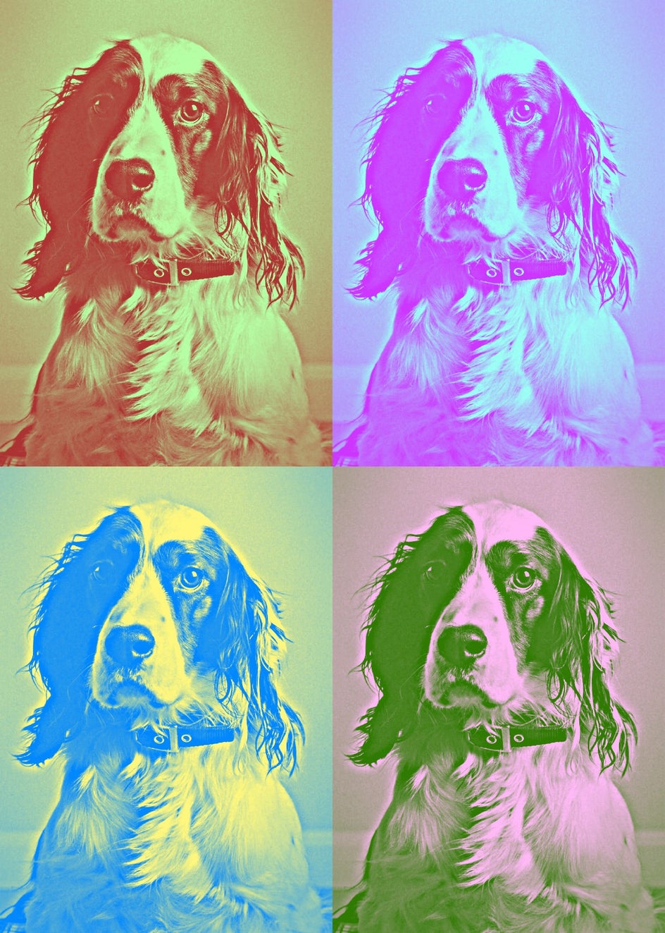 pop art effects for photos by BeFunky