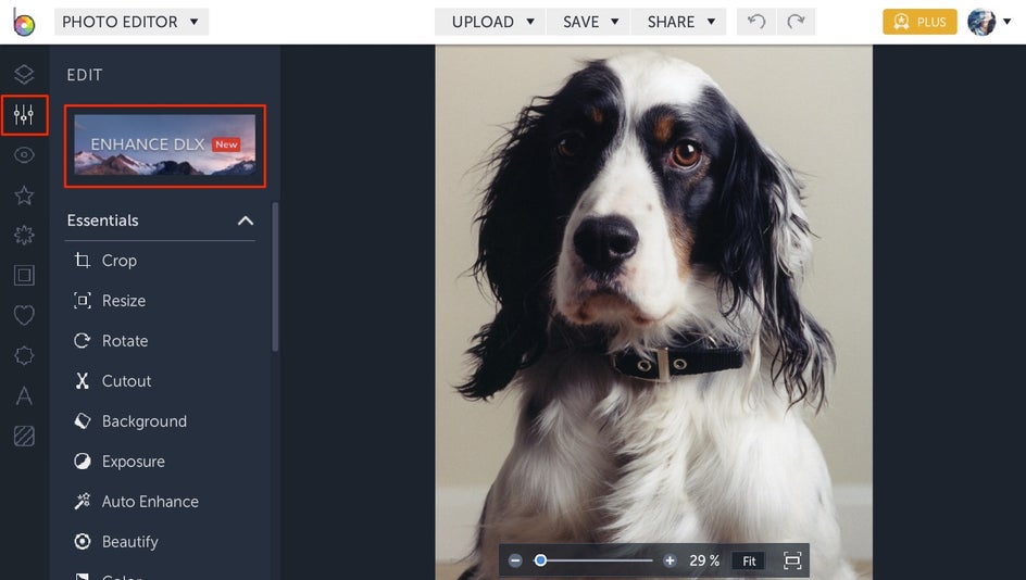How to edit pet photography with BeFunky