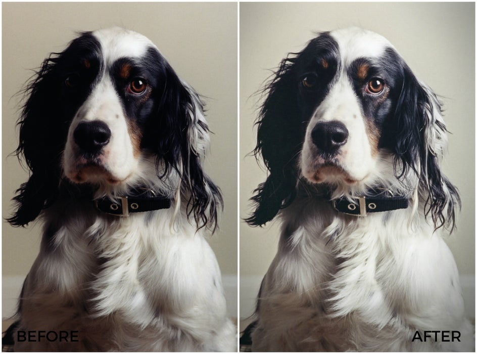 how to edit pet photography like a pro with BeFunky