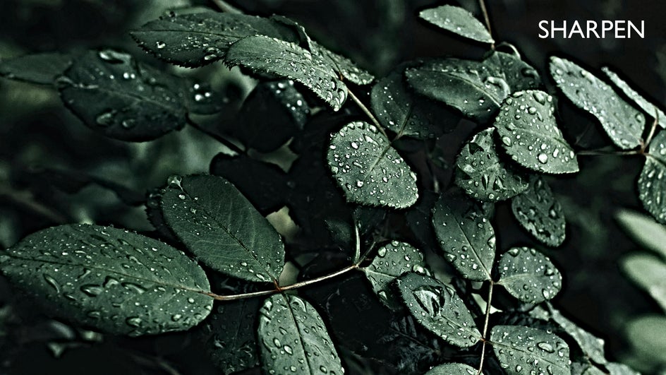 Sharpen tool applied to the same photo to demonstrate the difference