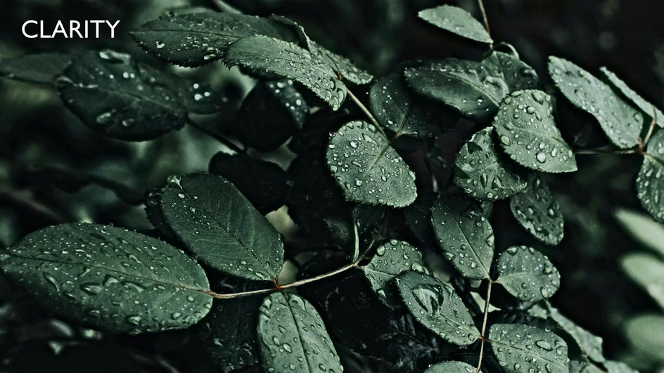 Clarity tool applied to close up of leaves with rain water on them