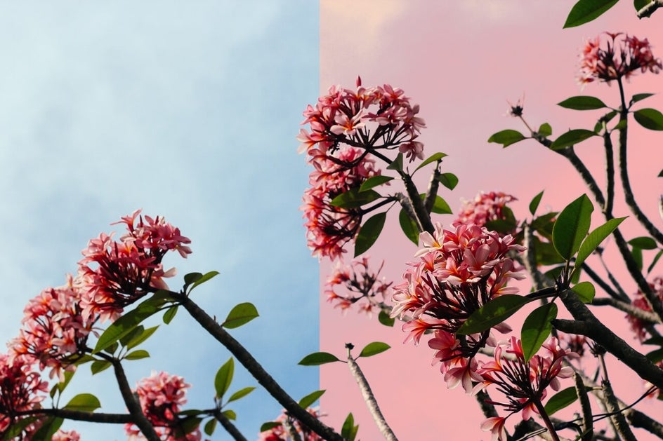 how to replace colors in photos with BeFunky