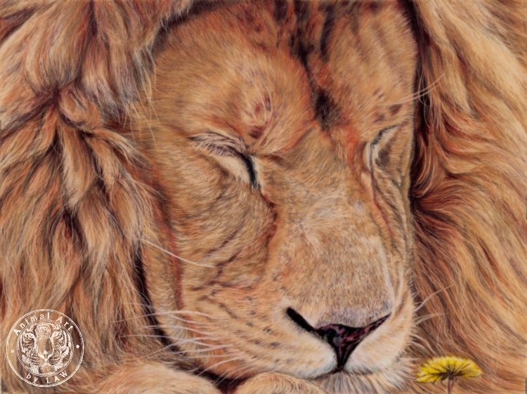 animal art by law lion drawing