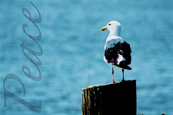 Bird, Animal, Seagull, Beak