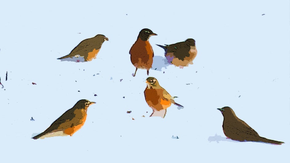 Bird, Animal, Robin