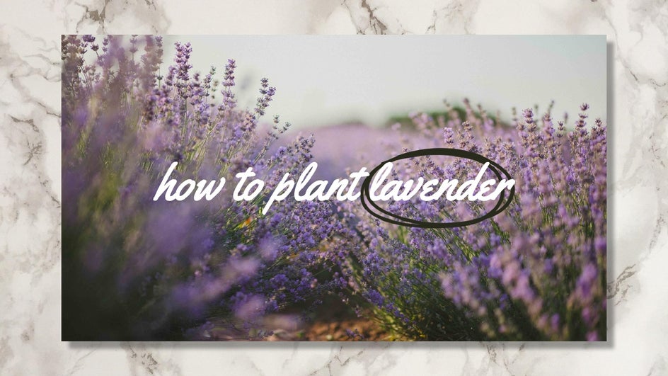 How to plant lavender text with lavender background Youtube Thumbnail template