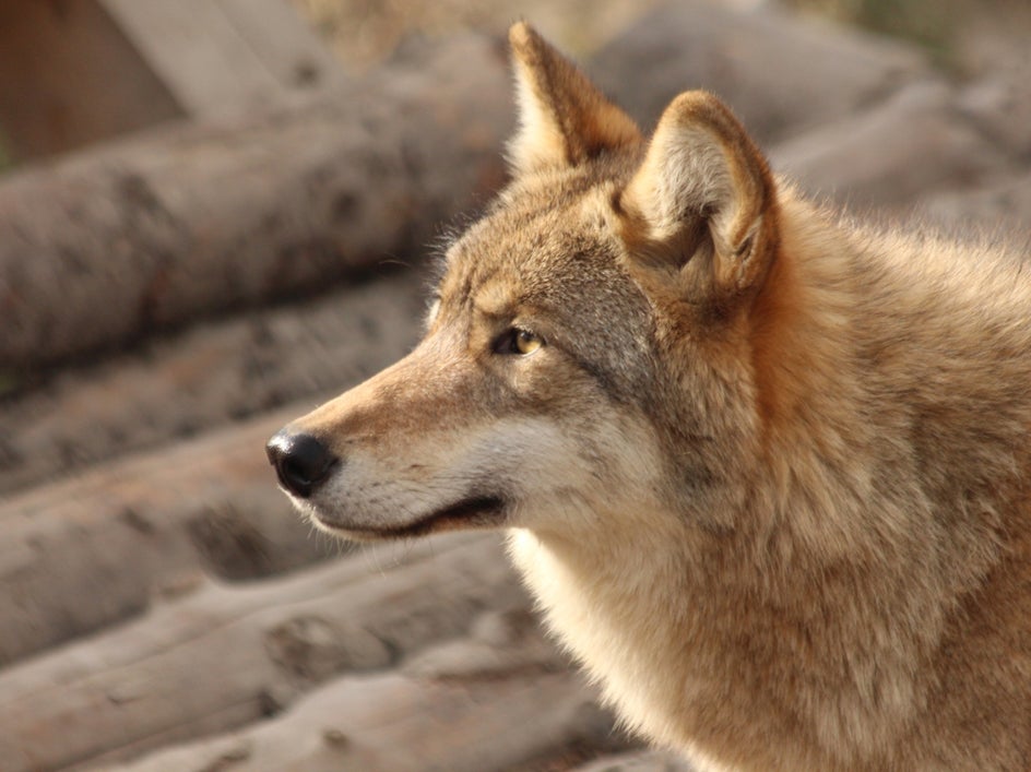 add artsy to subject