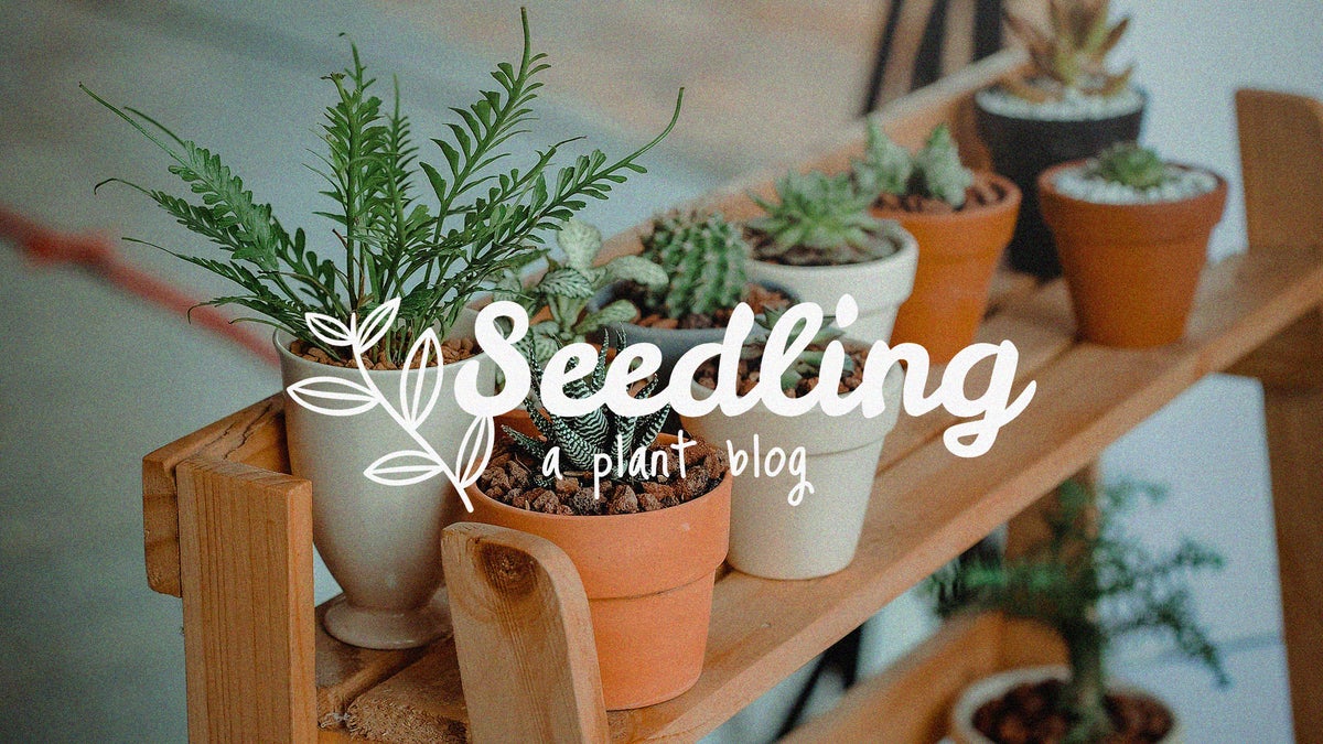 How to Create Your Own Blog Logo