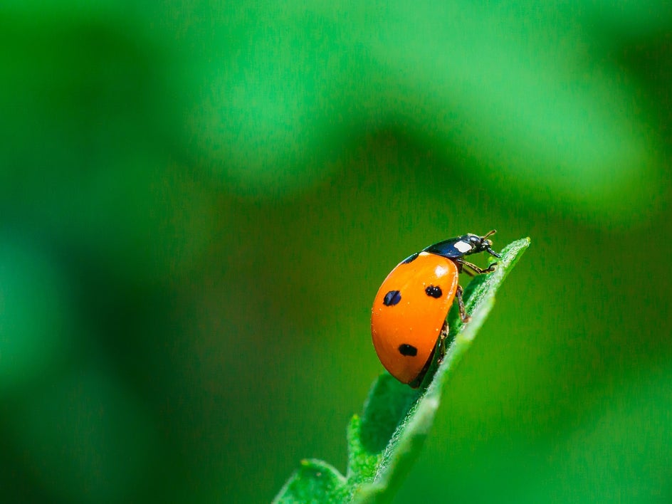 macro garden tips