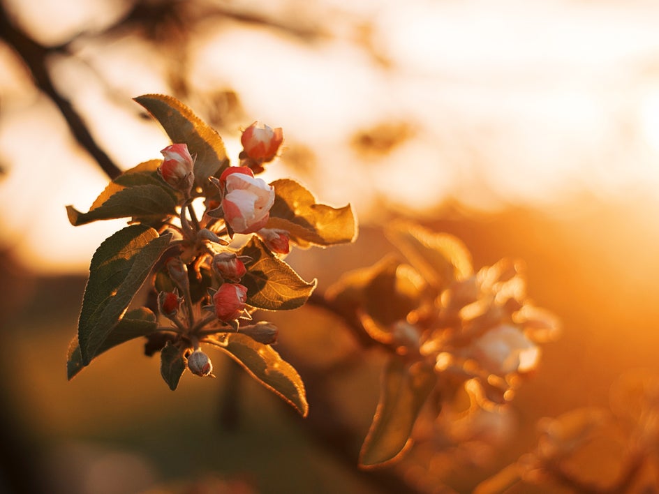 garden tips magic hour