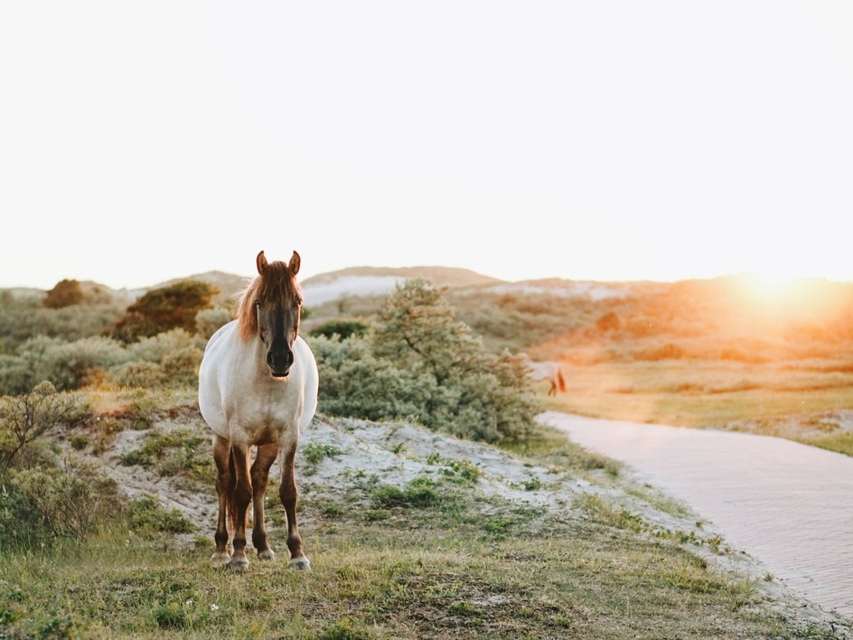 golden hour wildlife photography