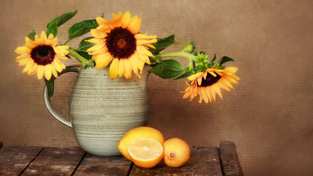 What Is The Purpose Of Still Life Photography at Anglea Ramos blog