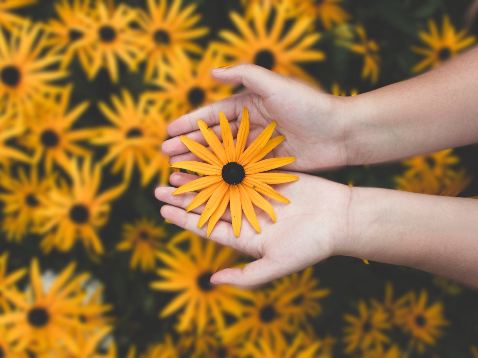 被写界深度を操作してより良い写真を撮る方法