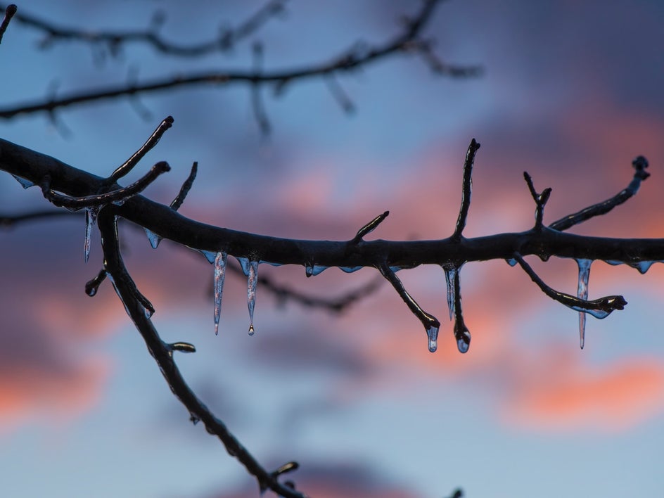 macro nature winter photography