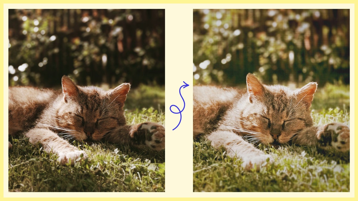 How to Photograph and Edit Your Cat Photos | Learn BeFunky