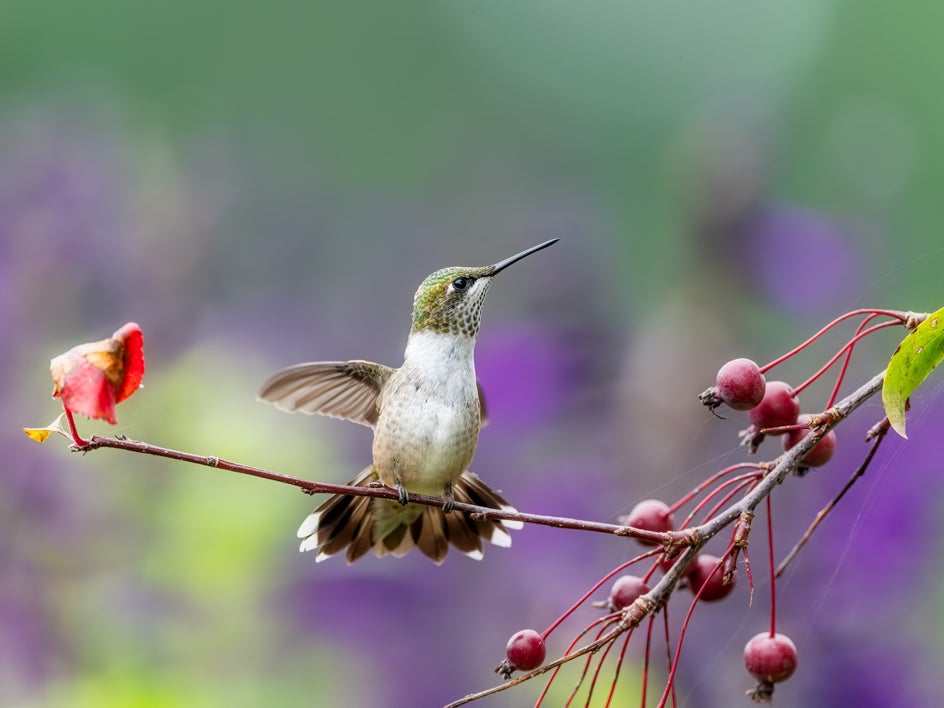 spring wildlife