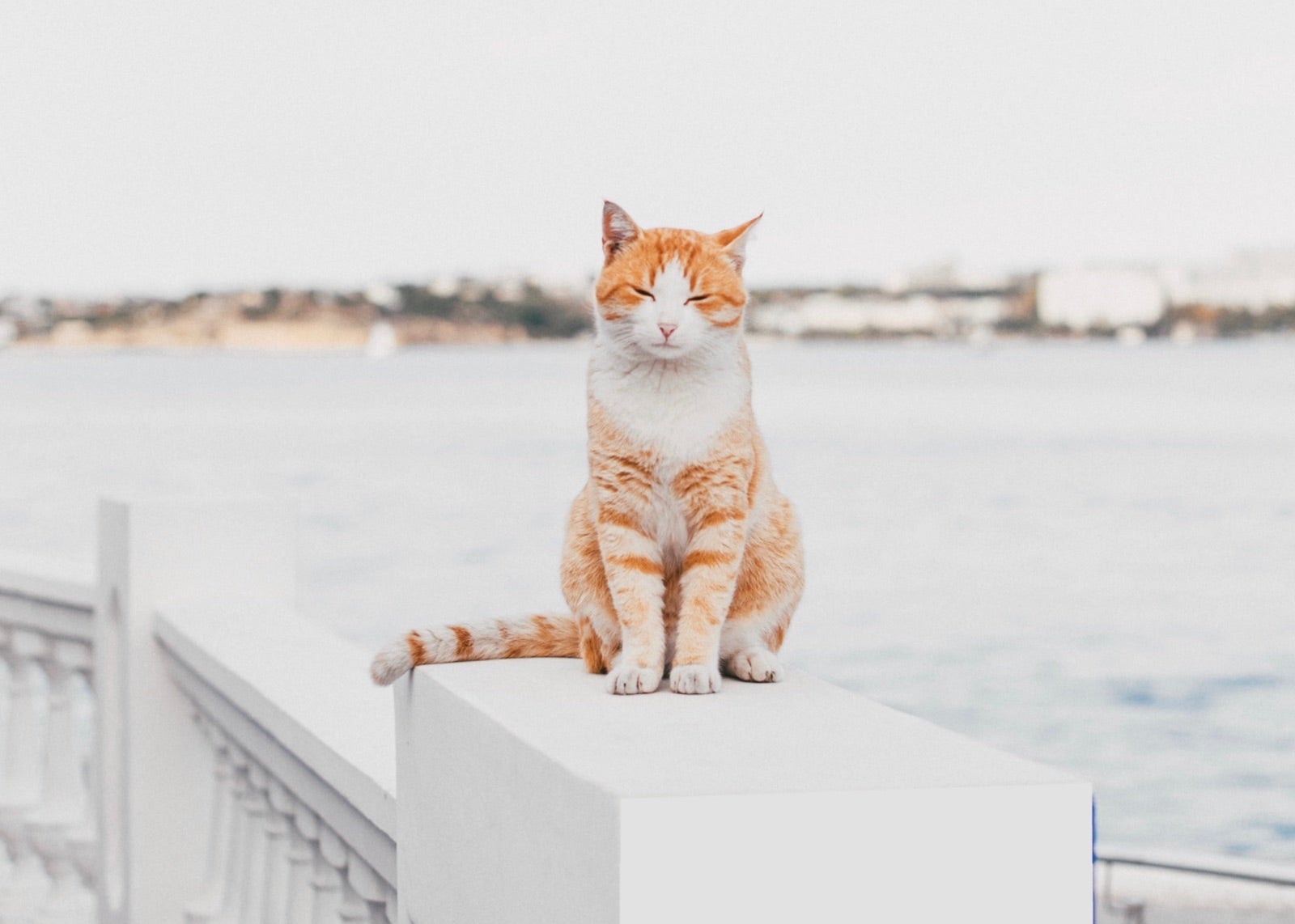 5 LowCost Cat Photoshoot Ideas for Your Feline Friends Learn BeFunky