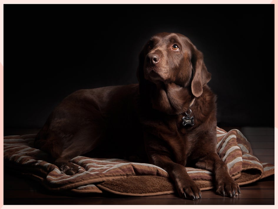 indoor pet photography environment