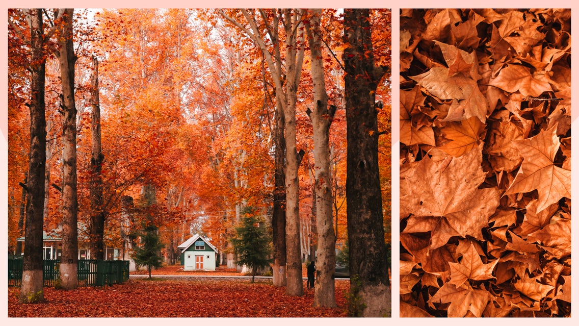 fall photo capture tips