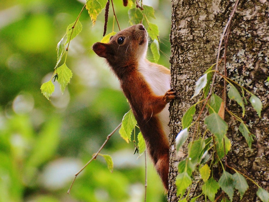 animals in nature