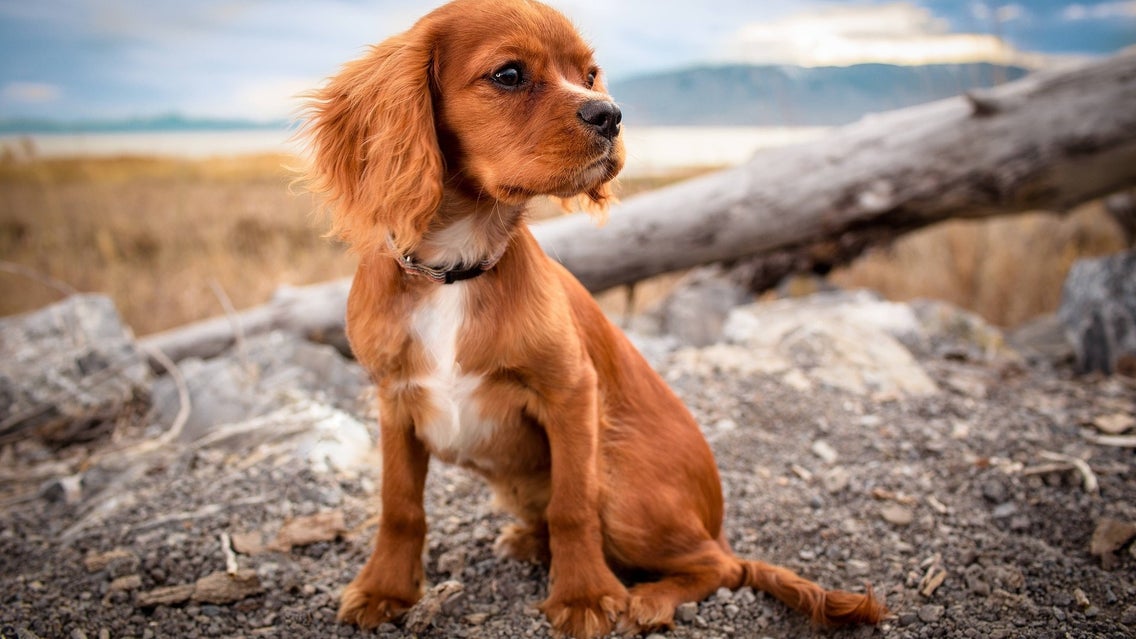 dog photography mobile featured