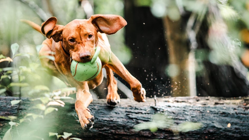 shutter speed pet photography