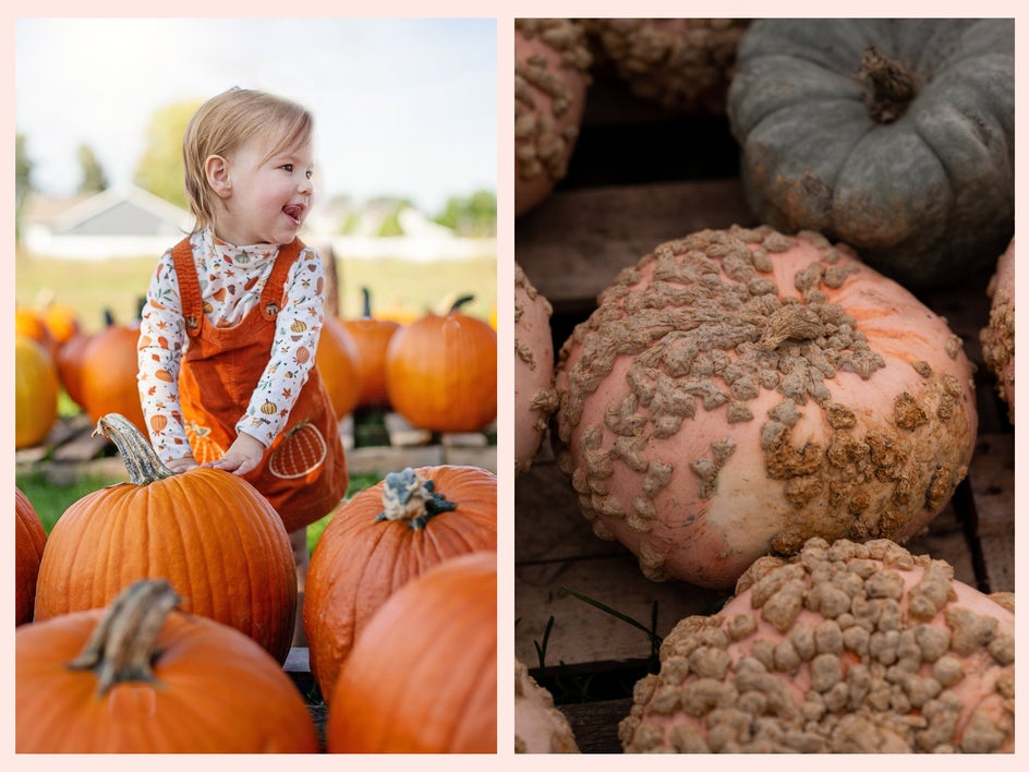 pumpkin photoshoot