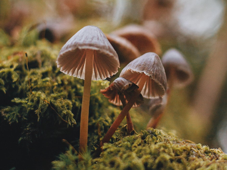 crop mushroom photo